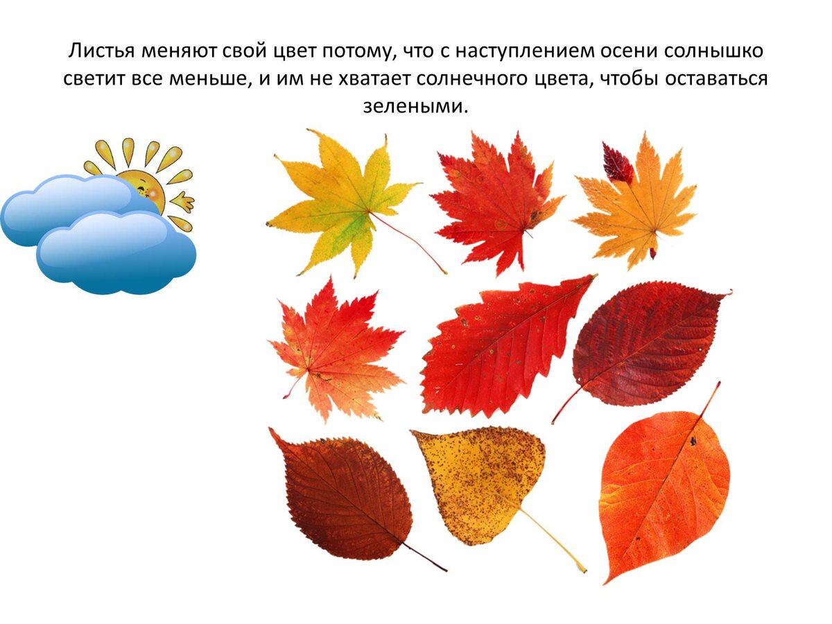 Листья для дошкольников